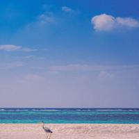 1 Ocean Night: Calm Depths