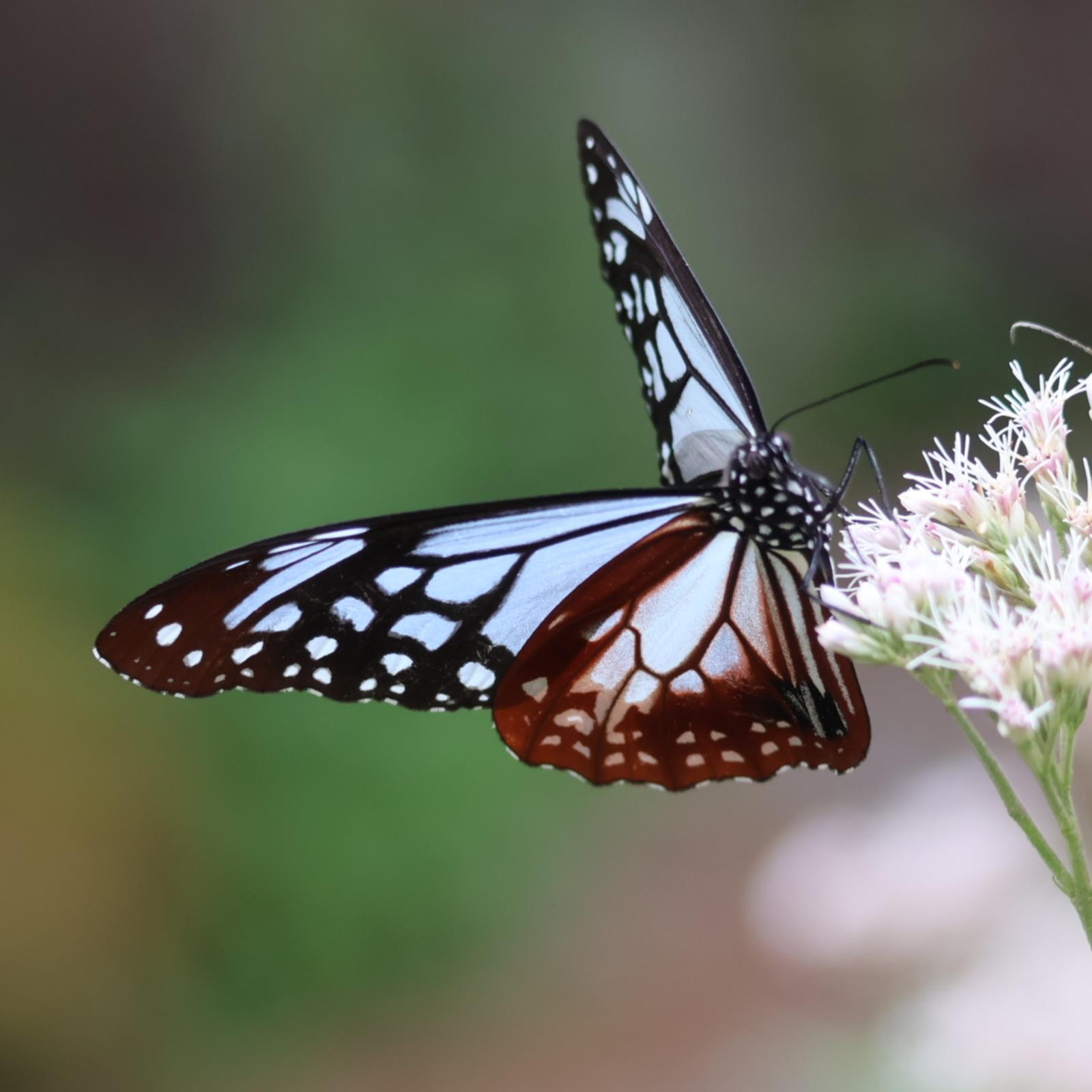 アサギの舞 (Ver.1.0)