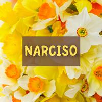 Narciso