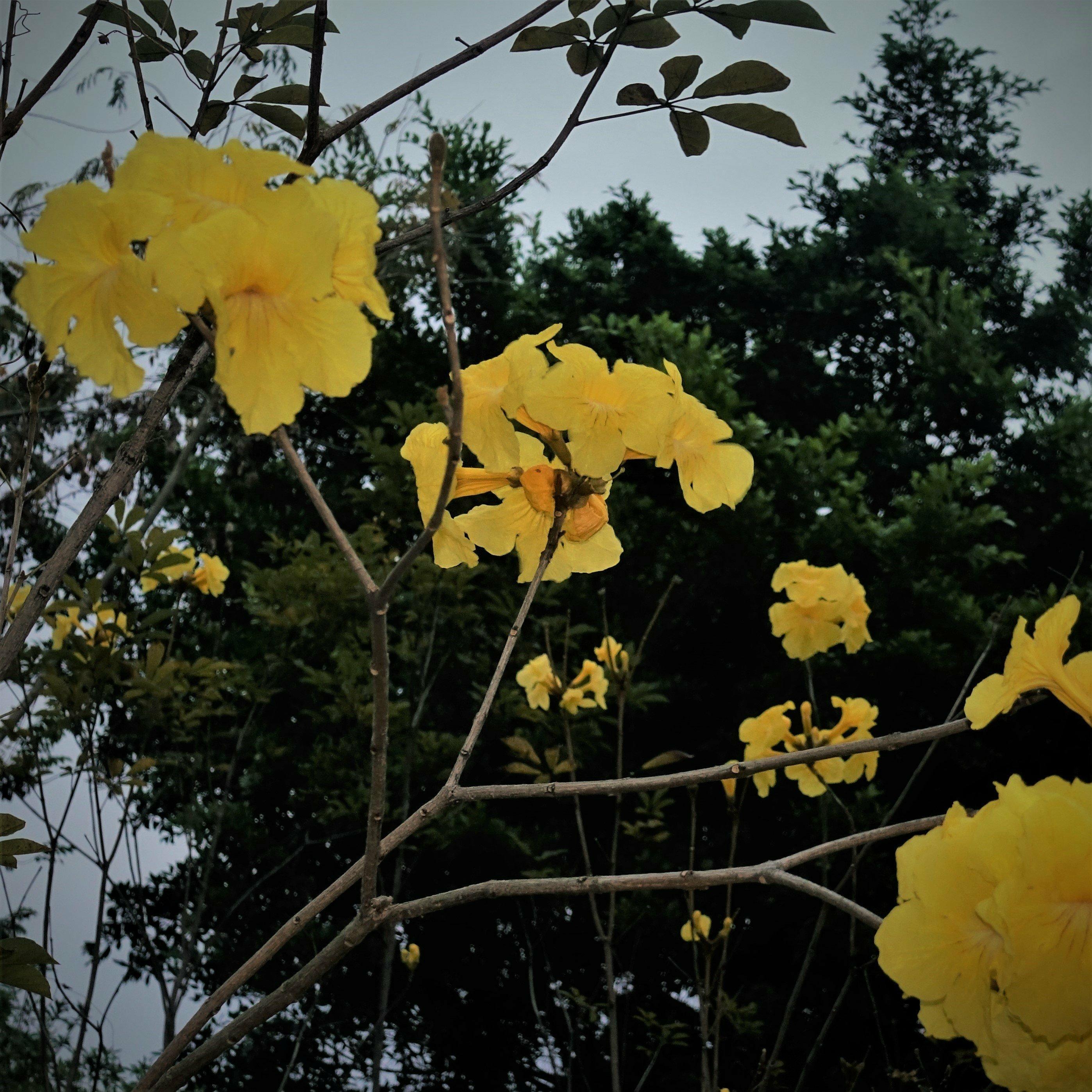 Songs in Spring (适合春天听的歌)