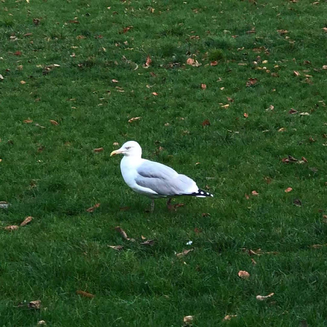 圣诞yeah封面