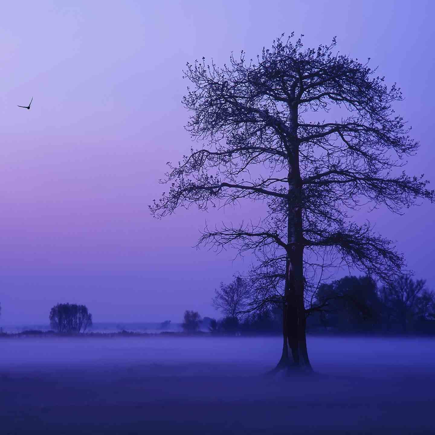 朝歌夜弦 (催眠曲)