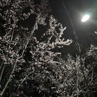 笨魚森资料,笨魚森最新歌曲,笨魚森MV视频,笨魚森音乐专辑,笨魚森好听的歌