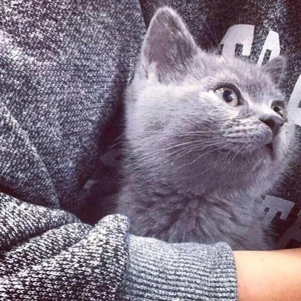 友过的梦想是世界和平