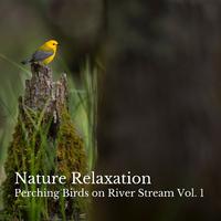 Nature Relaxation: Perching Birds on River Stream Vol. 1