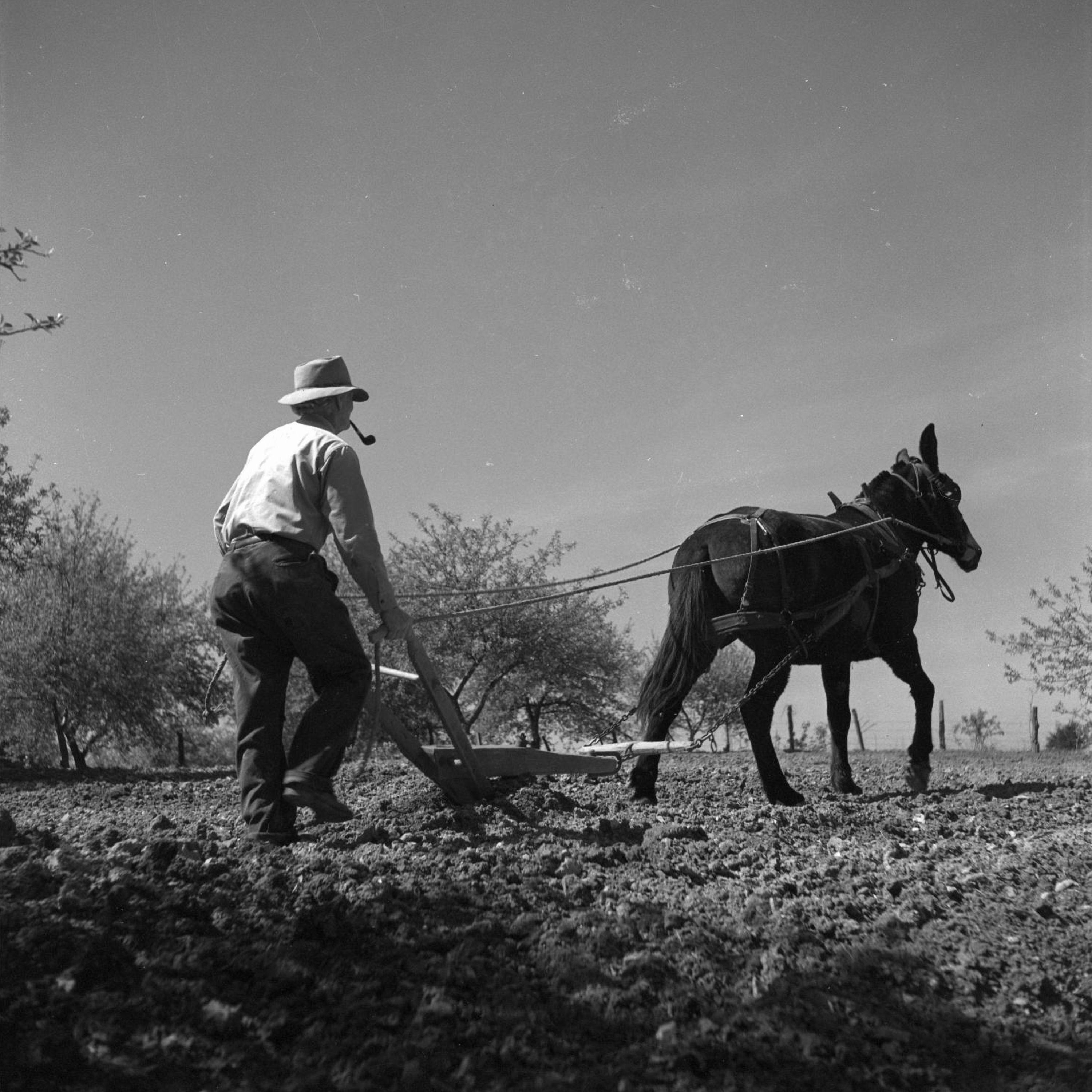 Last Mule Skinner Blues