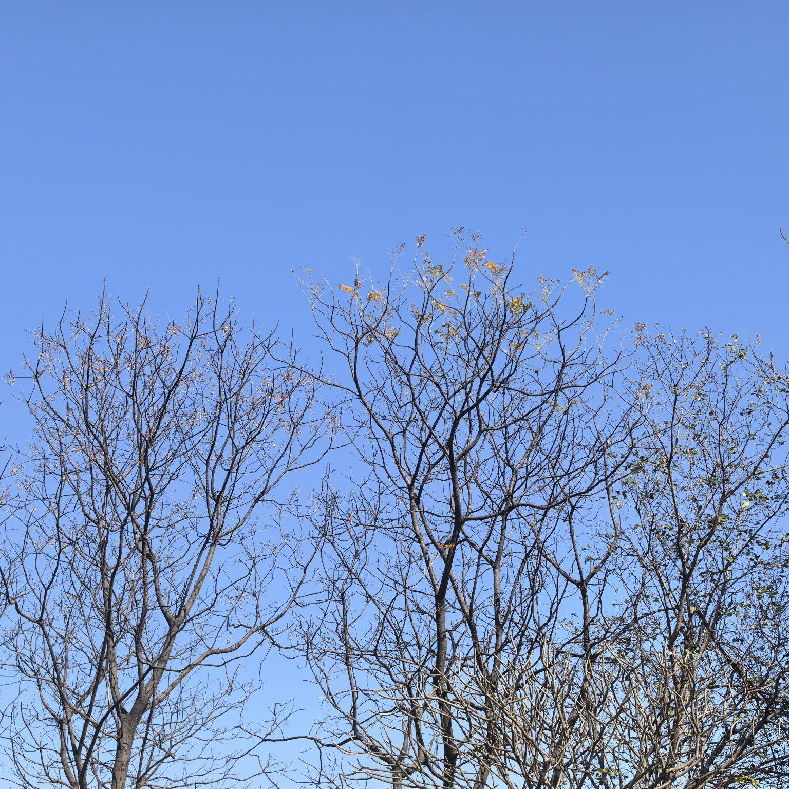 白衣飘飘柳叶刀