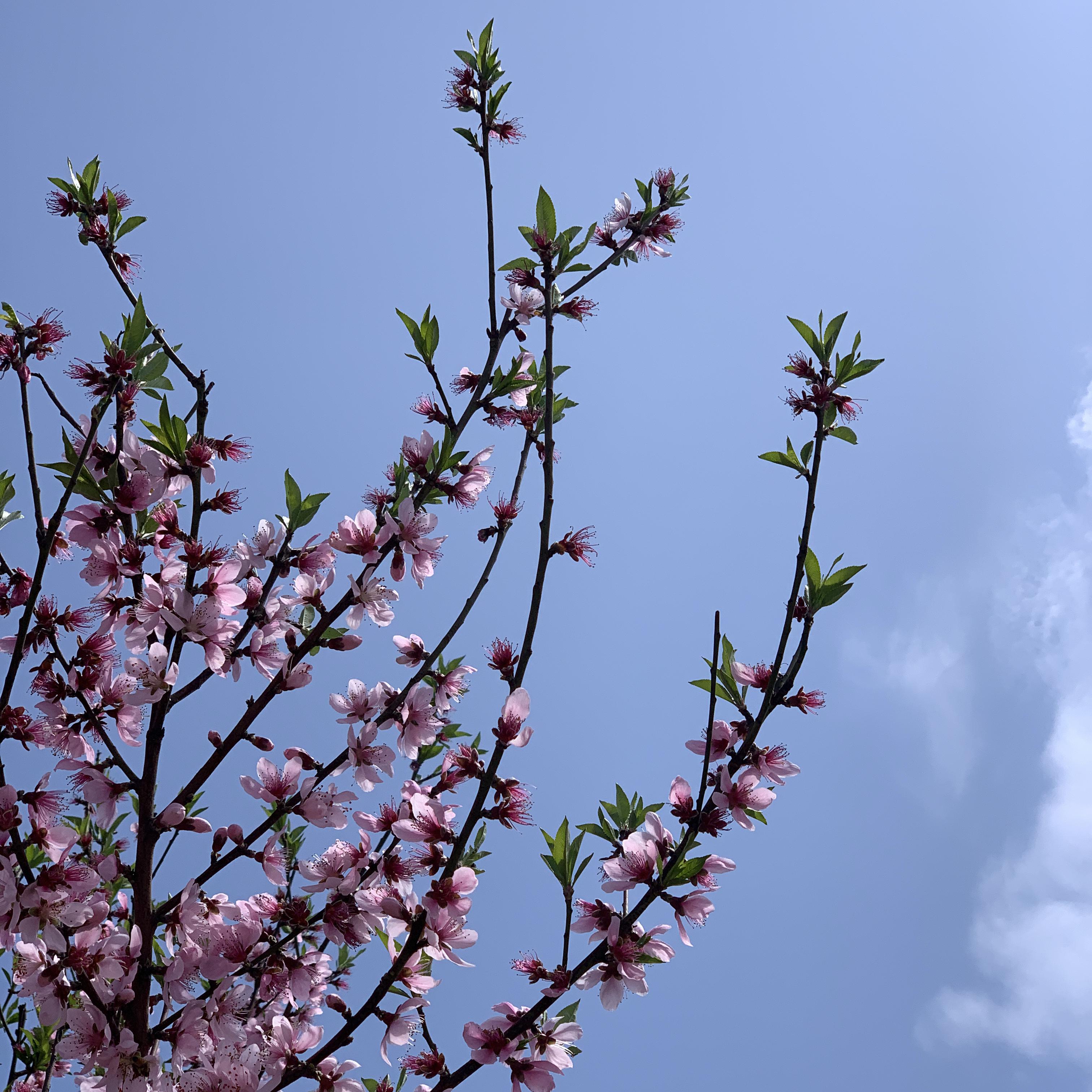 守时（cover王菲）.wav封面