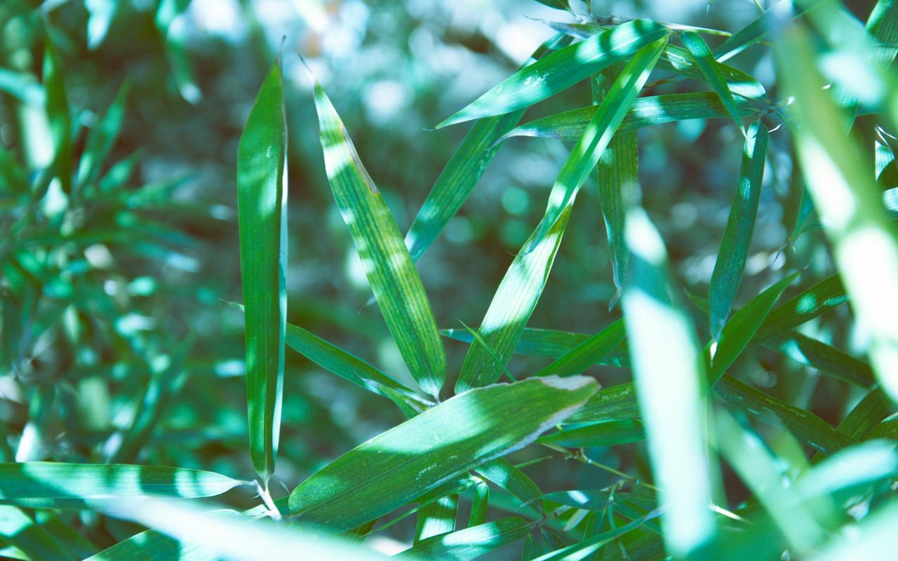 小小蚂蚁封面