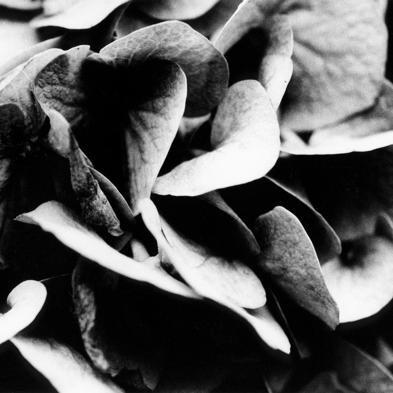 Venus of the Four Seasons