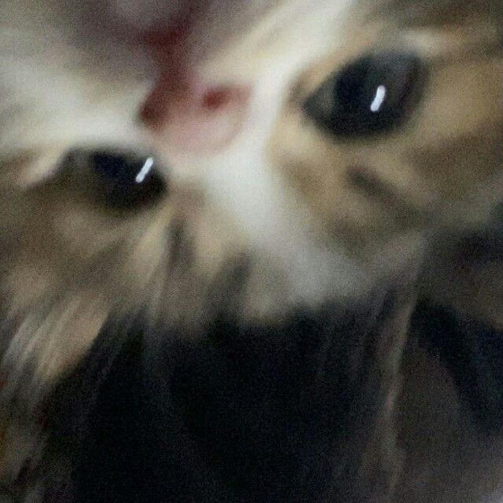 大大大可笑_Official