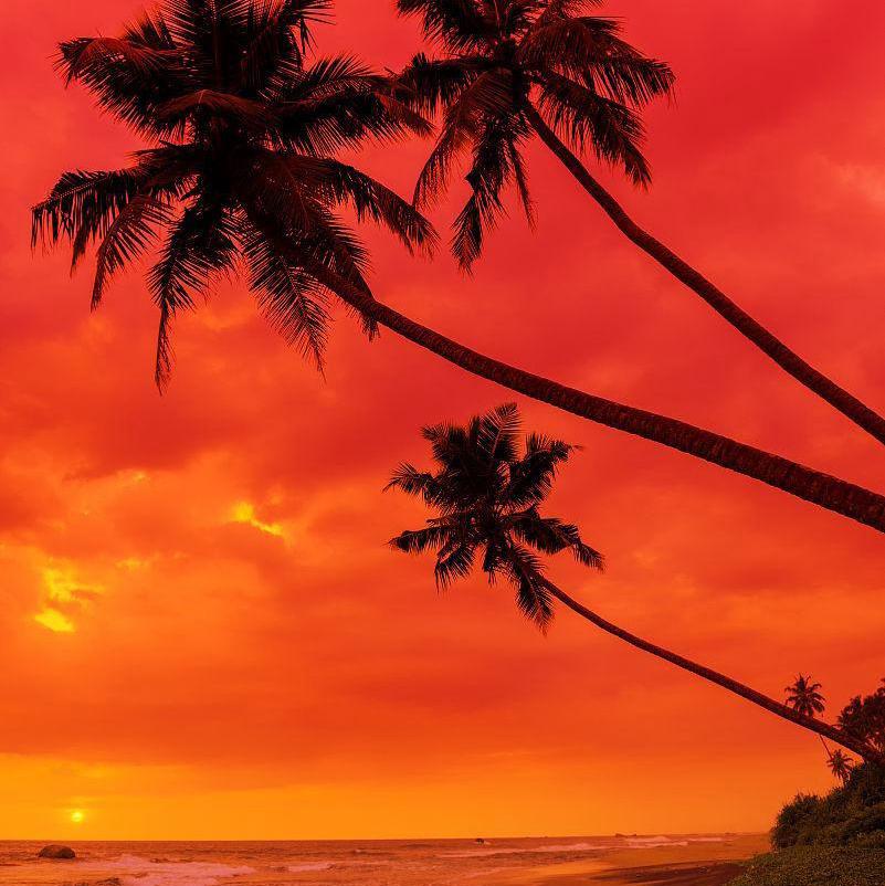 afro/拉美/东南亚/热带风情