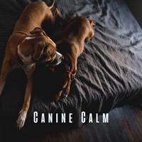 Canine Calm: Serene Sounds for Relaxing Dogs