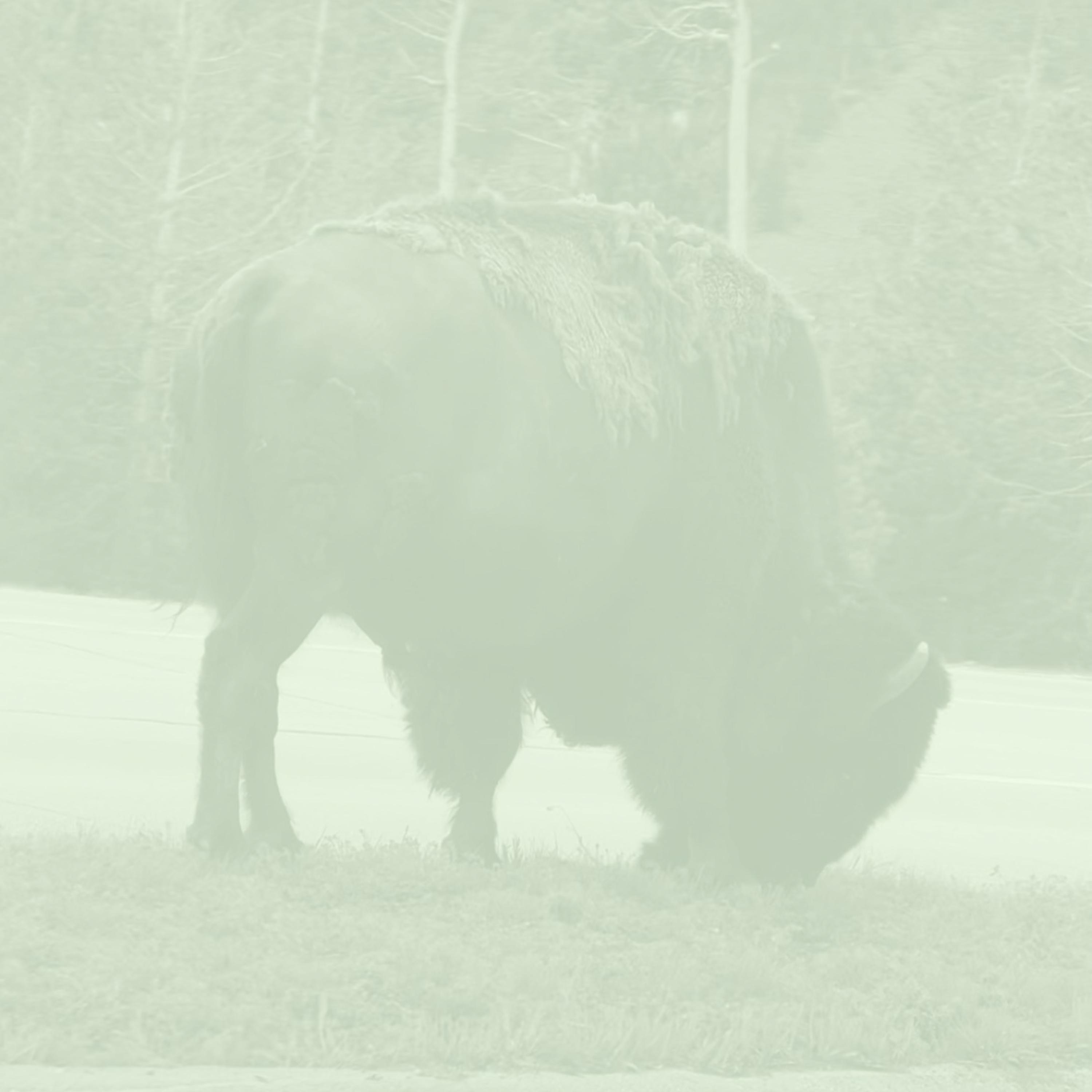 no rush, love (never going back to montana) (feat. Mo Dubs, orangeben, art mackintosch & Zac Sanders)