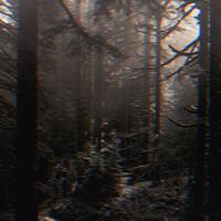 dark forest.