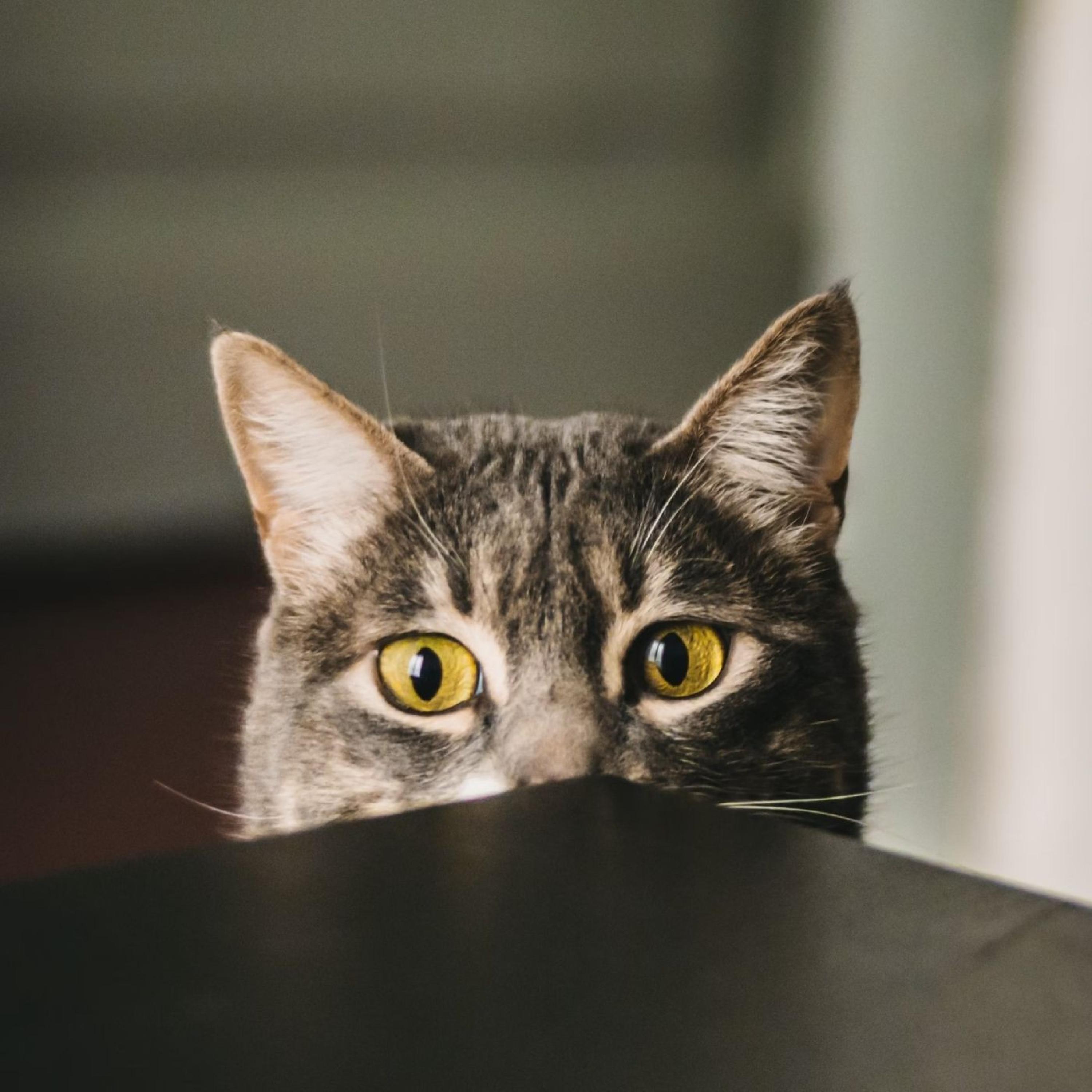 Paws and Reflective Piano_The Cat Relaxer_Melodic Whiskers: Piano for Curious Cats | 在线播放_Paws and Reflective Piano歌词_Paws and Reflective Piano下载 | 网易云音乐