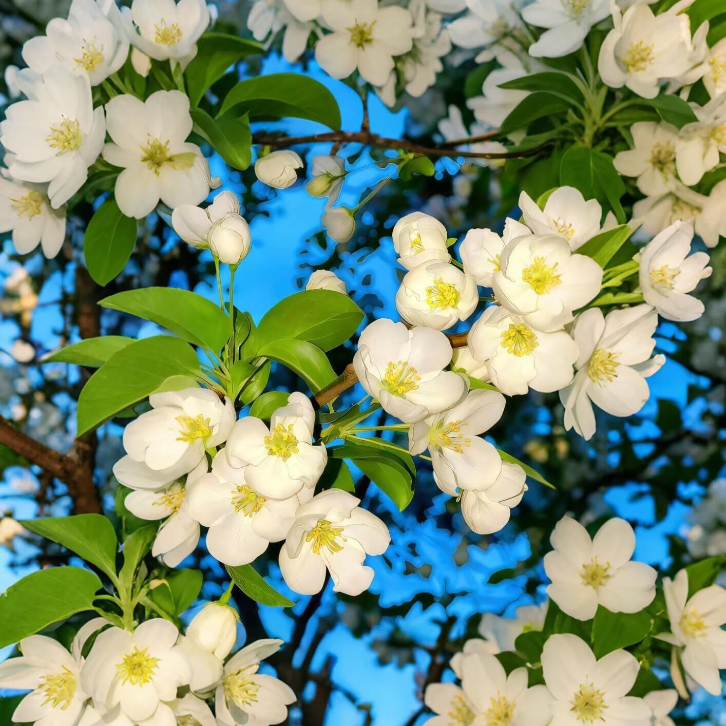 做了很长很长的一个梦（梦核小曲）