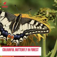 Colourful Butterfly in Forest