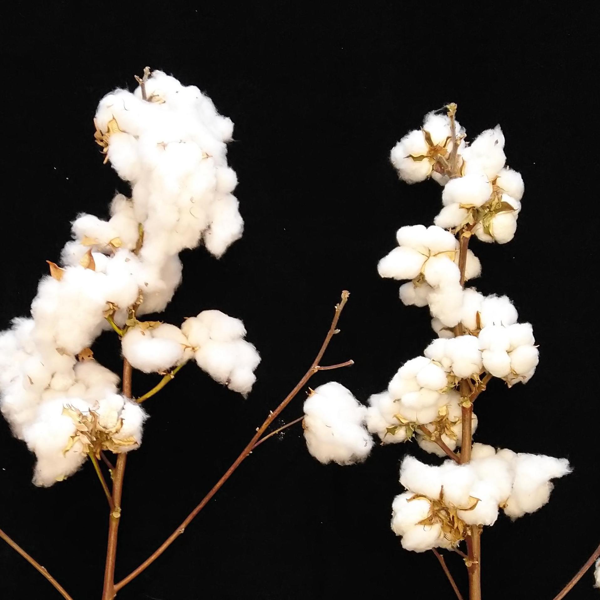 棉花_余柯_棉花 | 在线播放_棉花歌词_棉花下载 | 网易云音乐
