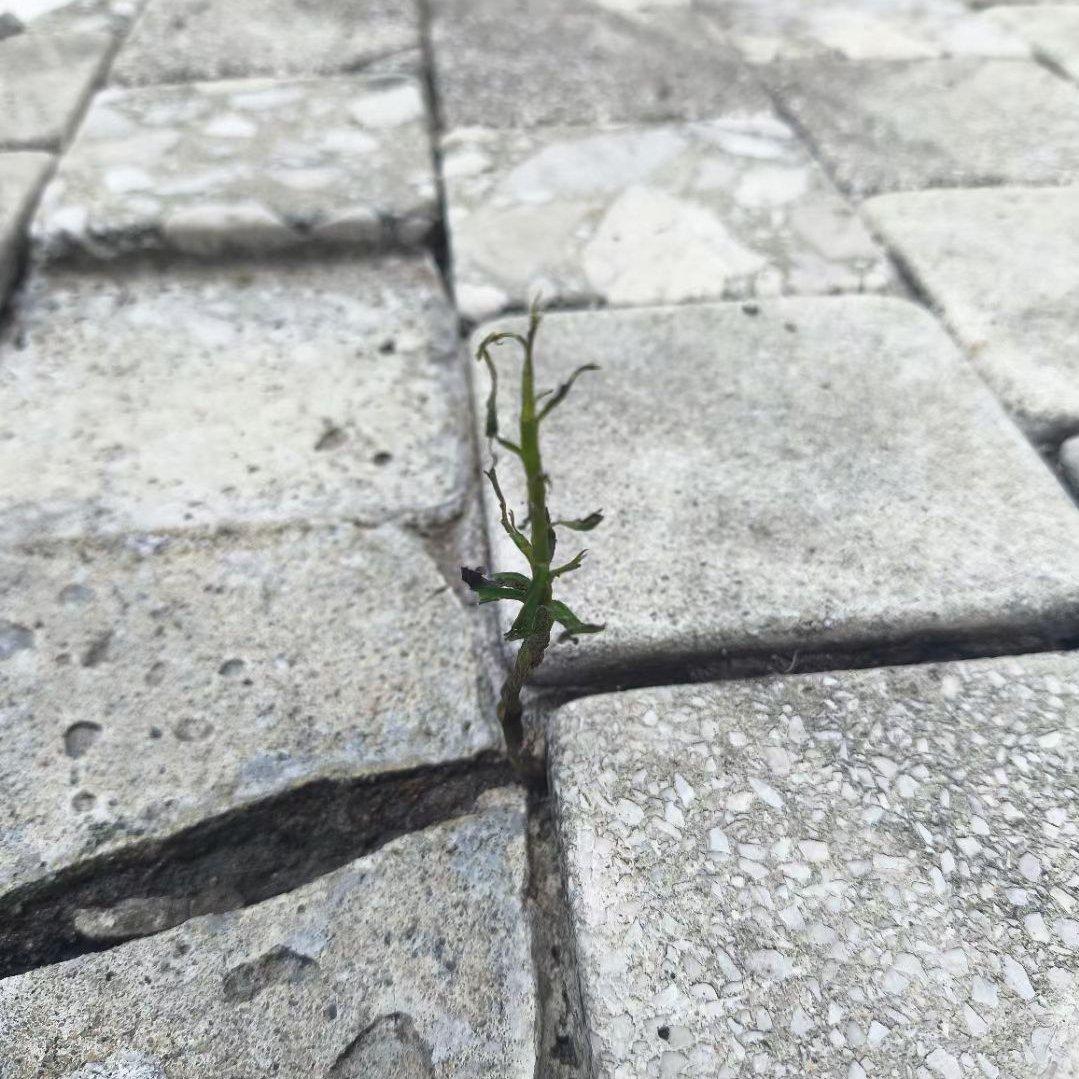 黑色生命力封面