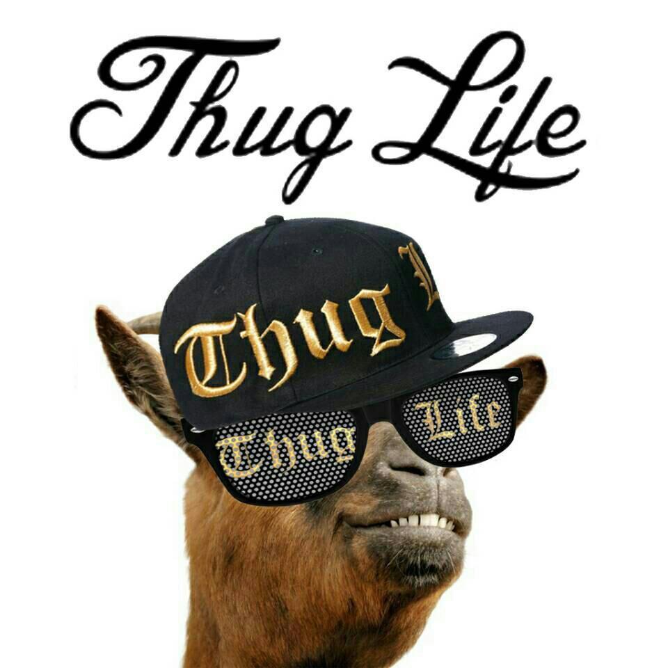 【Thug 4 Life】 不向规则屈服