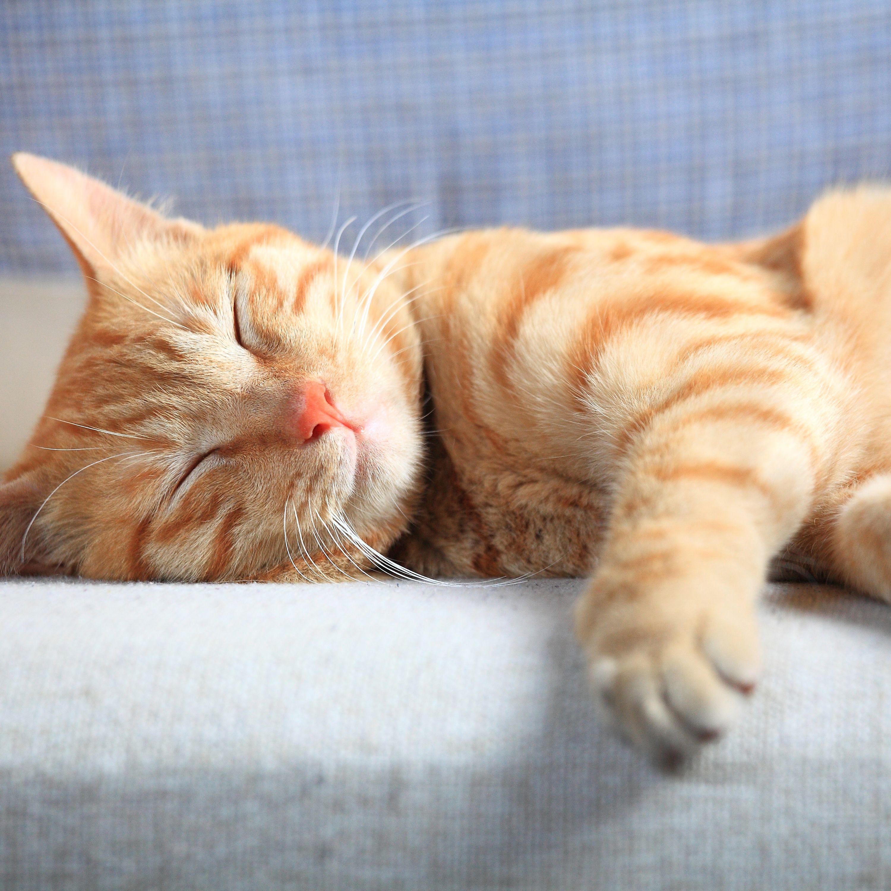 Lofi Waves in Cat Dreams