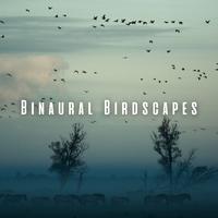 Binaural Birdscapes: Ambient Music for Meditative Bliss