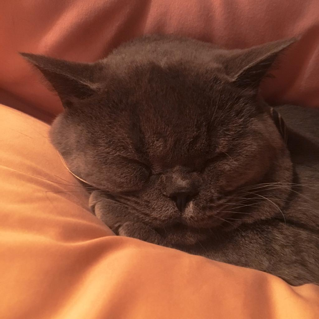 睡觉专用 | 睡眠曲