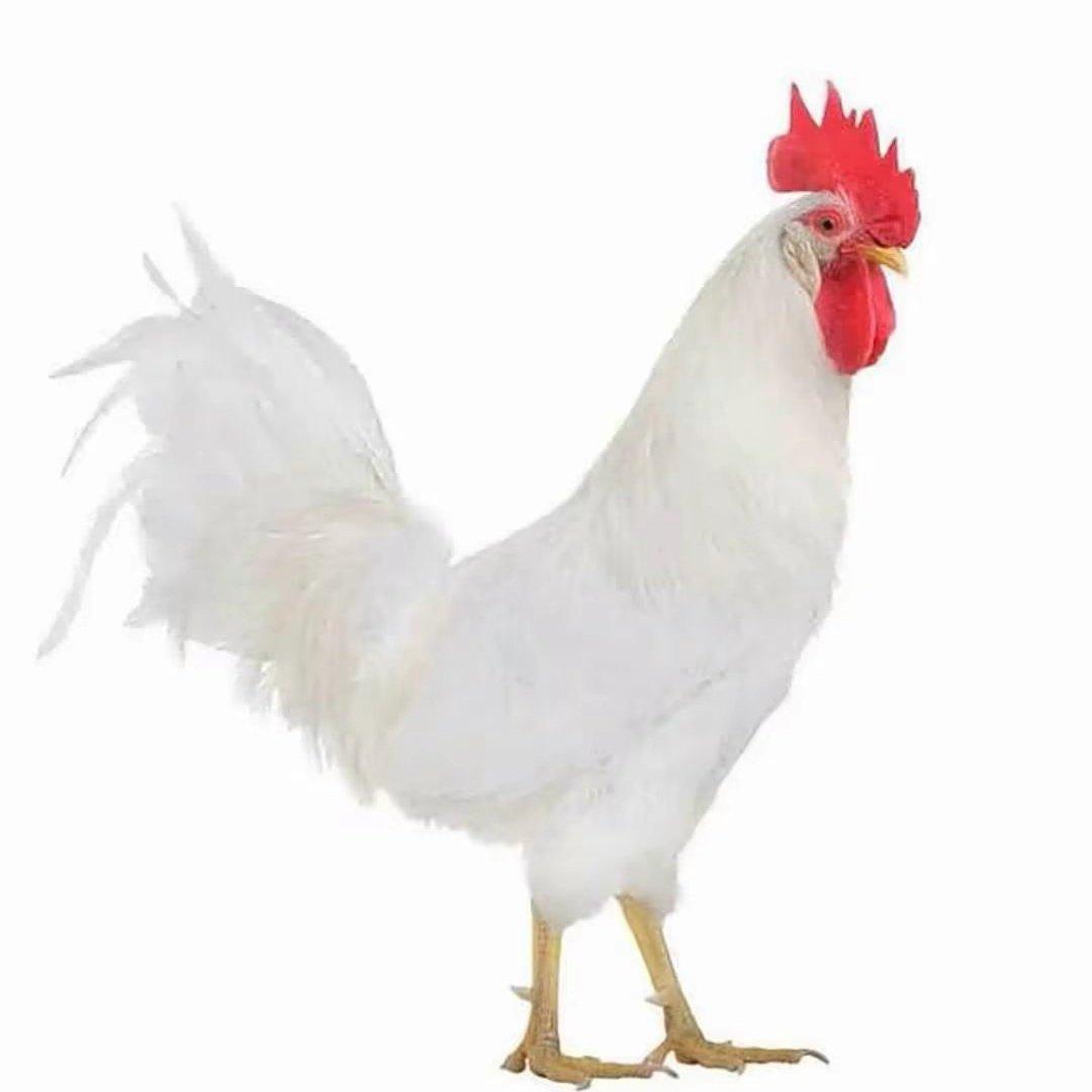 我的耳朵好像要怀孕了！(神经歌单)