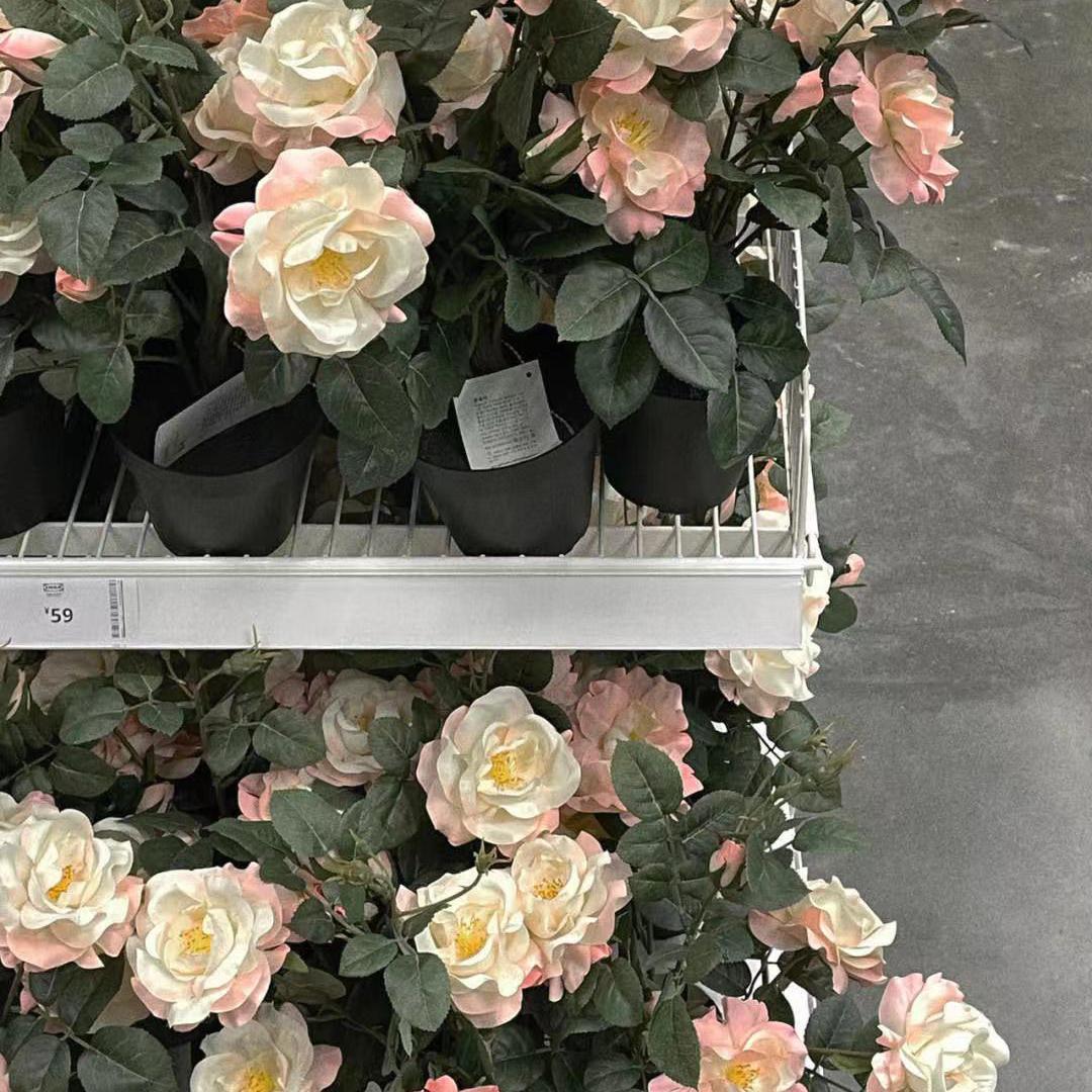 我的果汁分你一半