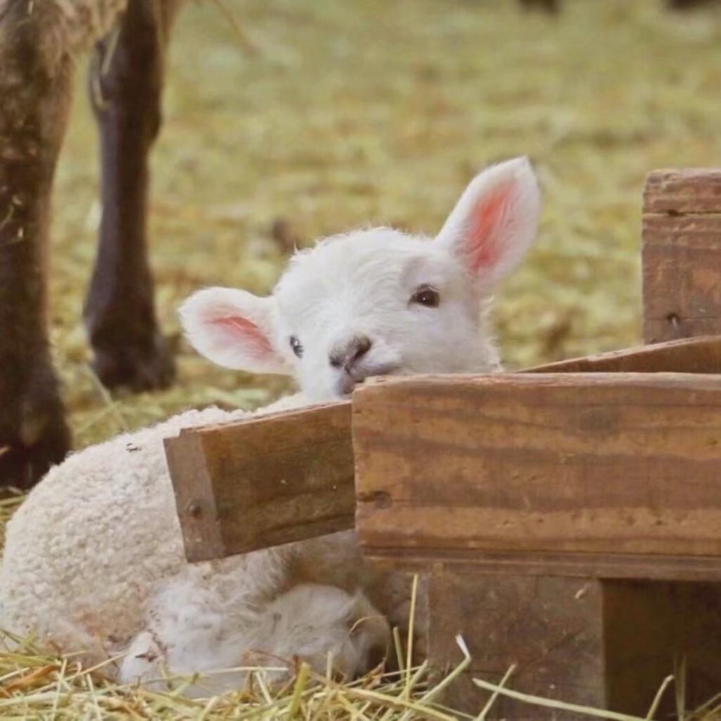 晒太阳系列｜浪漫小狗有自己的乌托邦