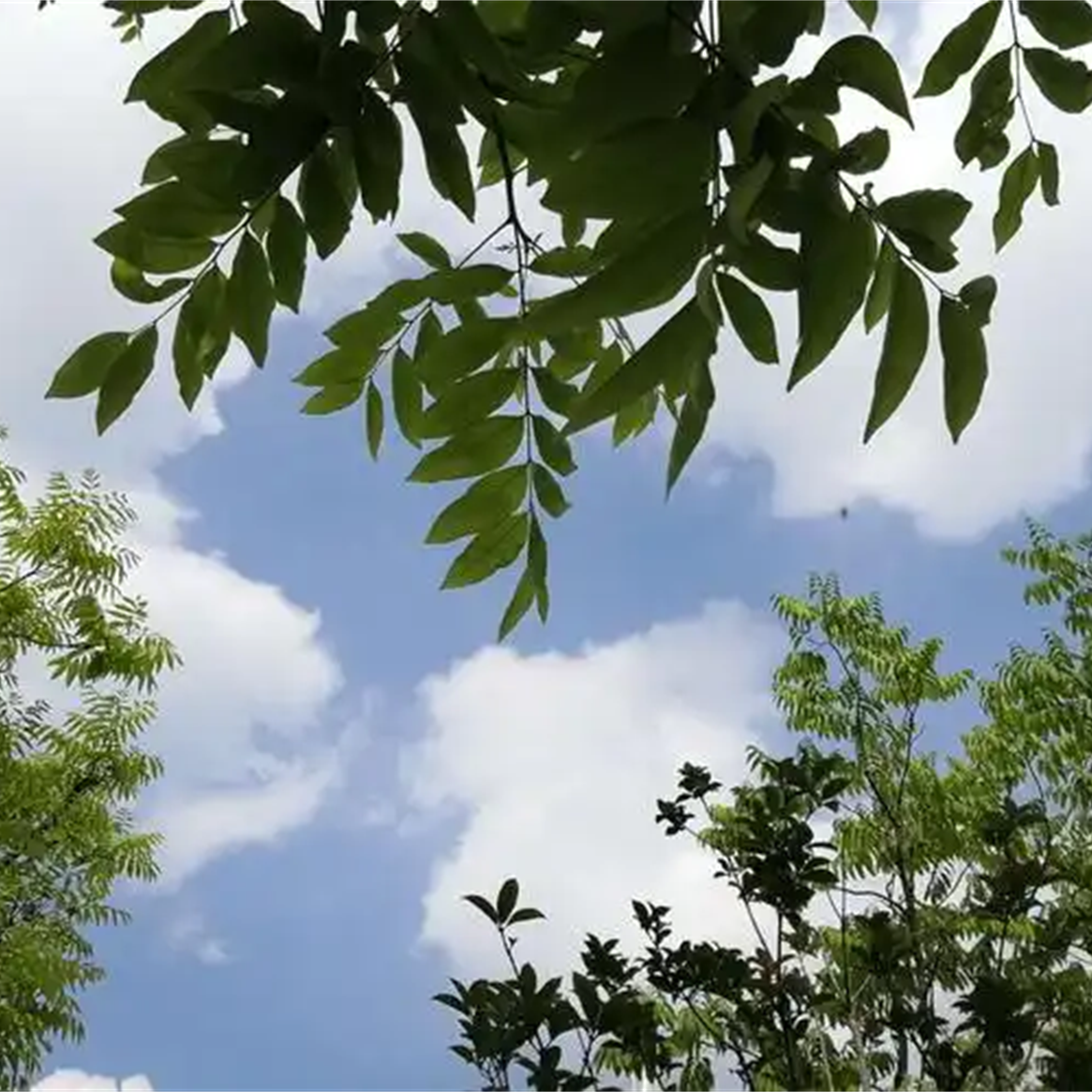 山是山风是风 (烟嗓版)封面
