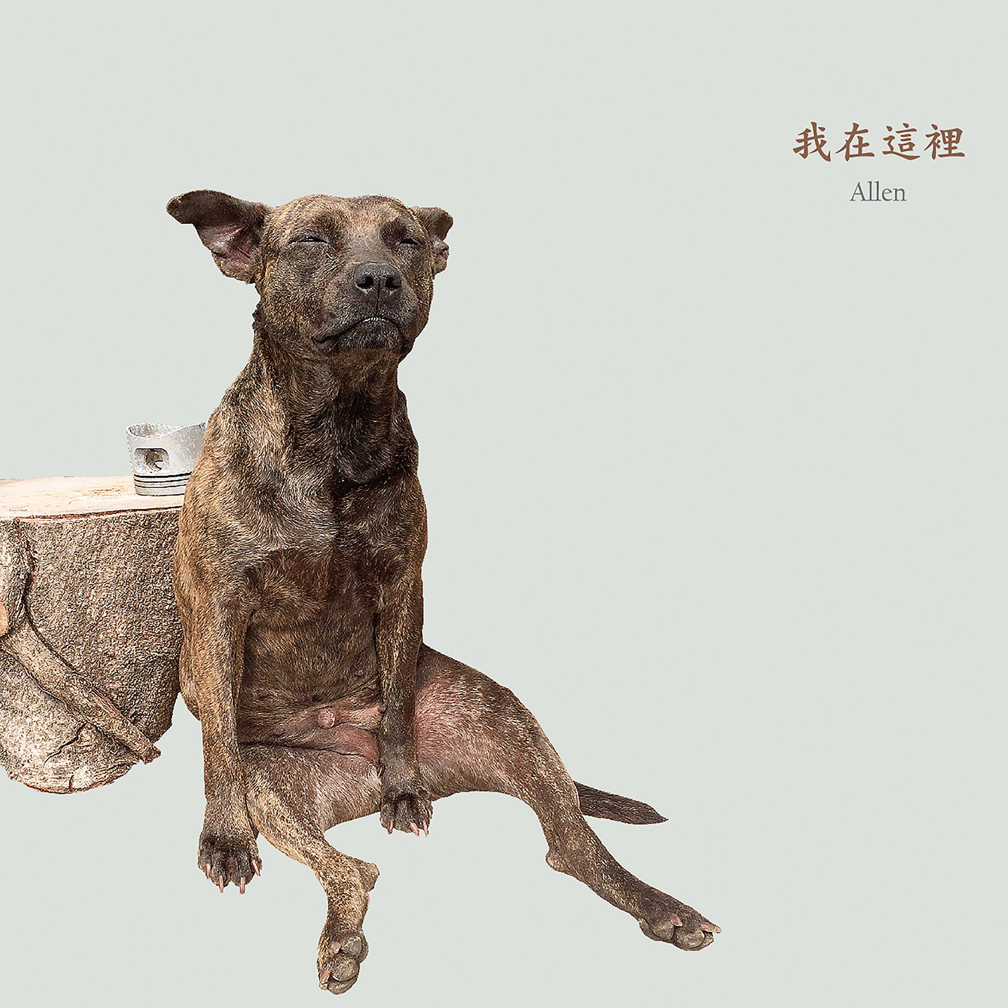 美丽的彩虹封面