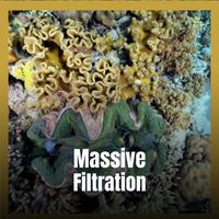 Massive Filtration