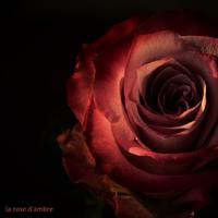 La rose d'ambre