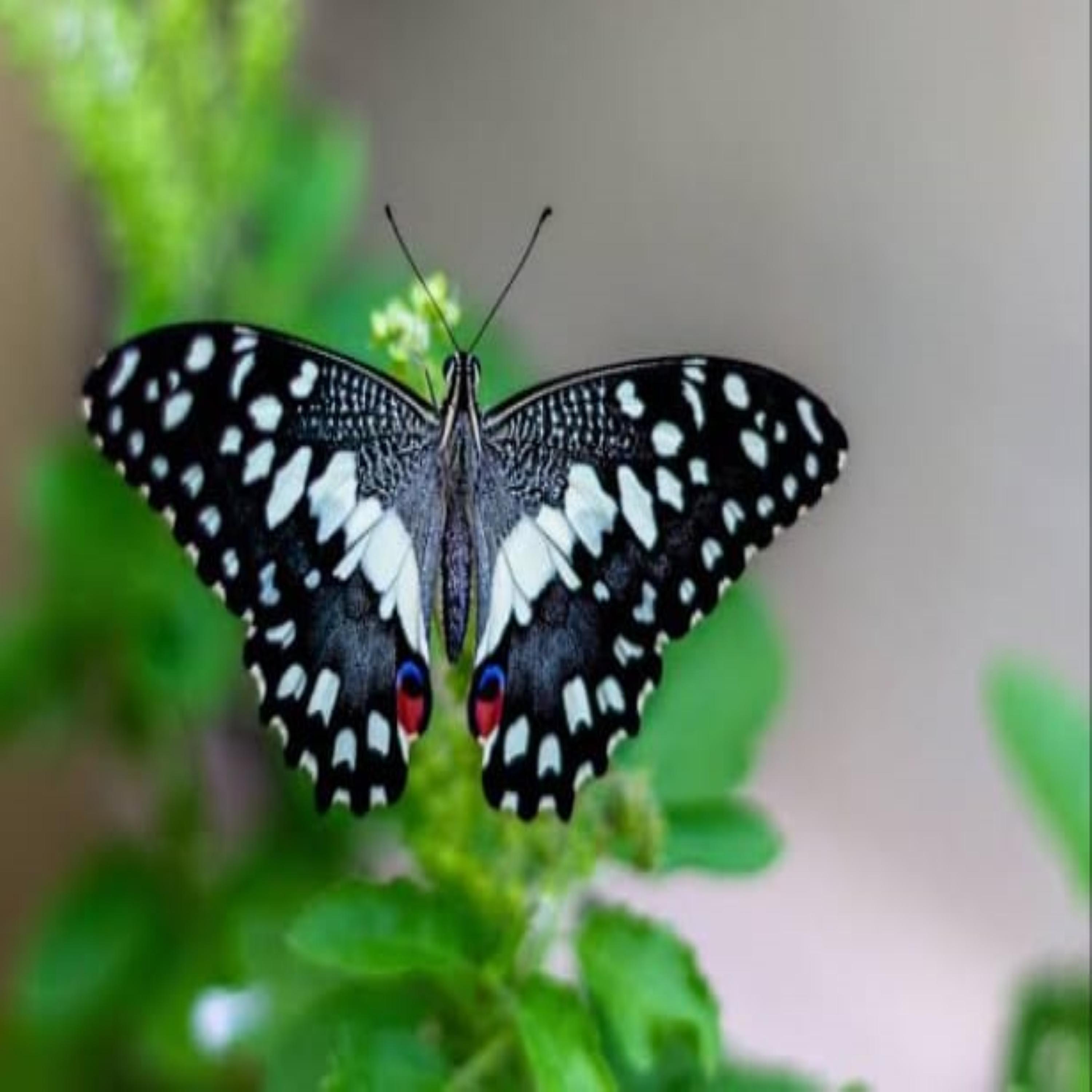 A GHOST WITHOUT A BODY