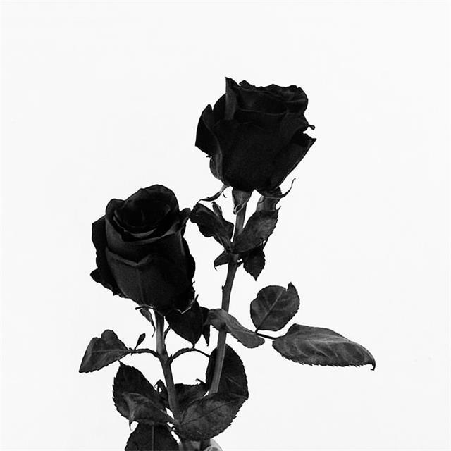 BLACKROSSSE(Prod.LOWLIFE)