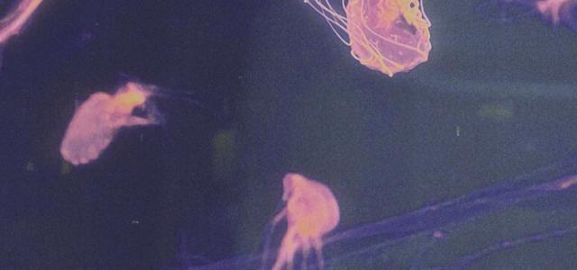 Vivye丁雨薇头像