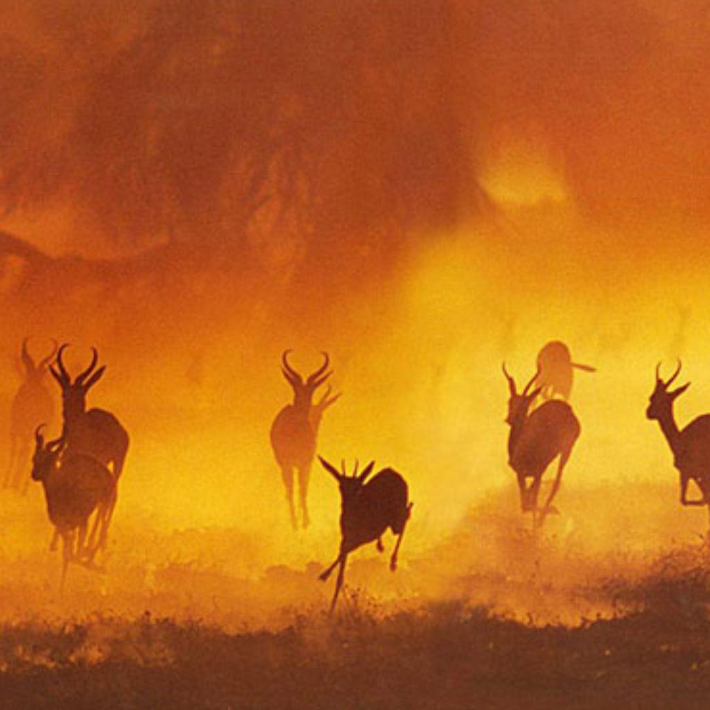 Ramin Djawadi《狂野非洲》作曲配乐