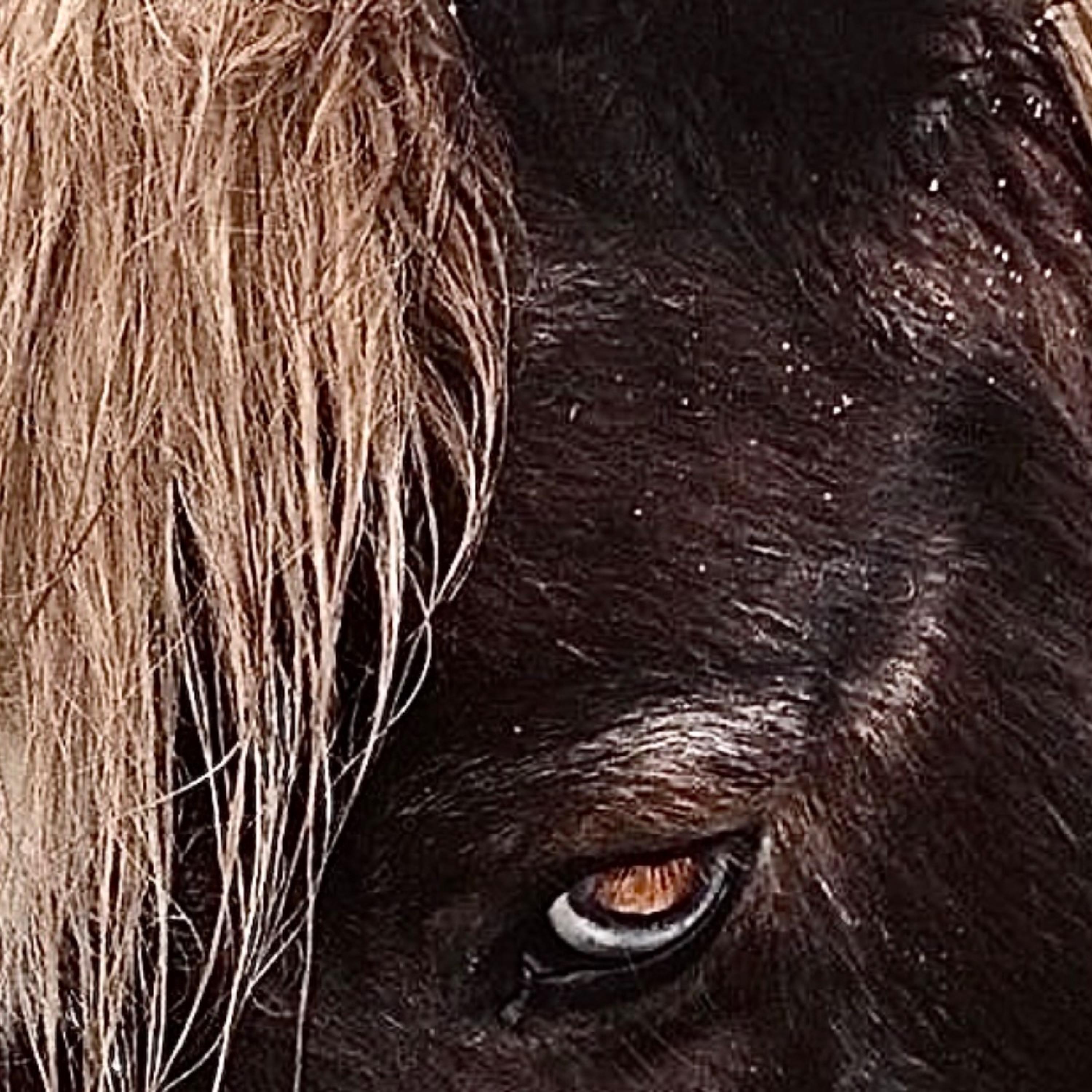 B S B LY O C W H OE PD