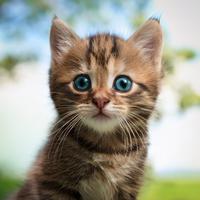 Música Relajante Nocturna Para El Descanso De Los Gatos
