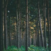 Sounds of Nature | Soft Melodies | Ultimate Serenity