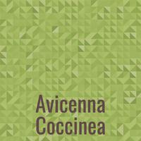 Avicenna Coccinea