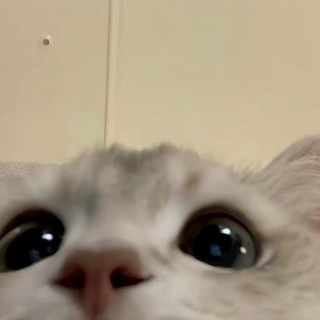 原来是只猪啊zZz