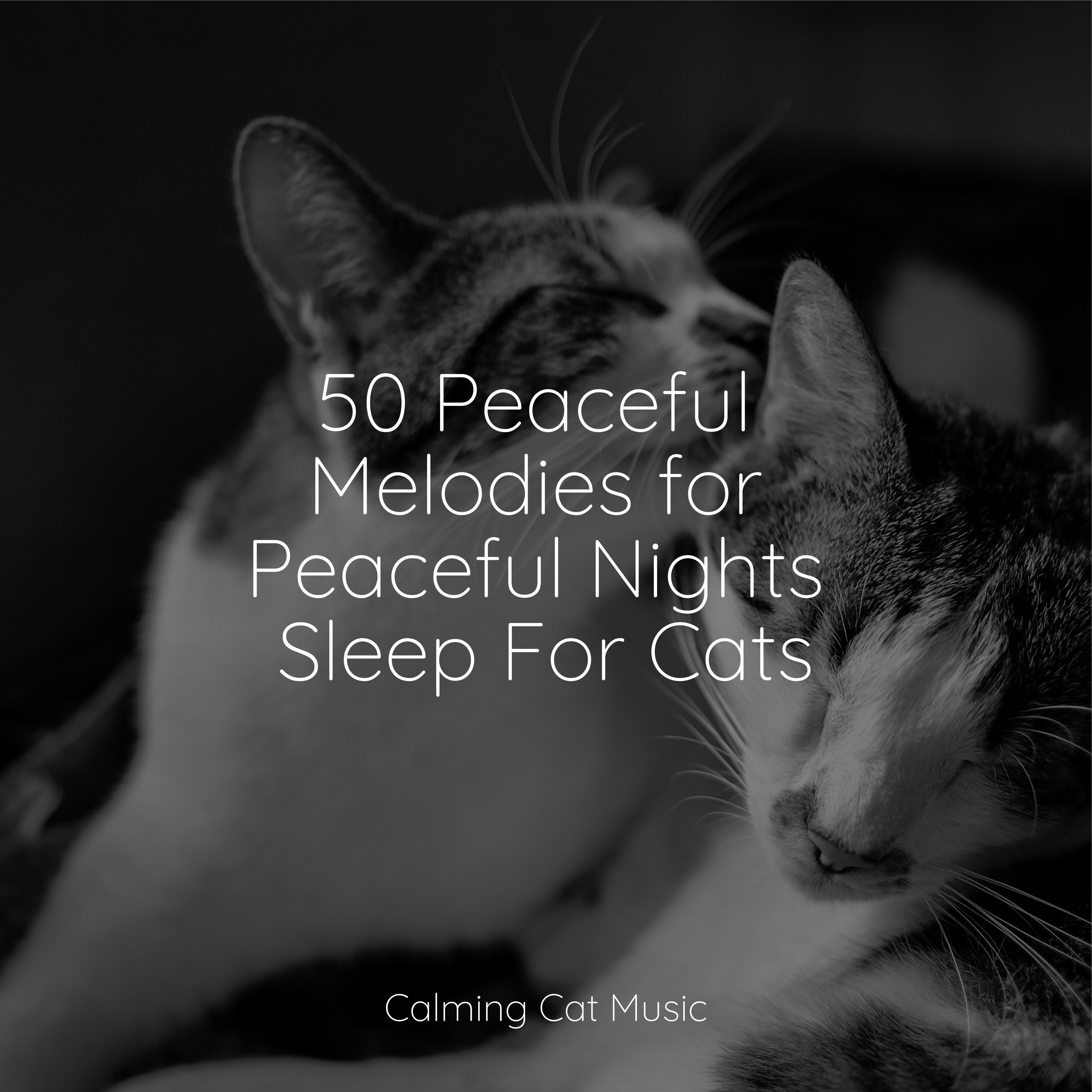 Tone of Silence Music For Cats Peace/Calm Music for Cats/Official Pet