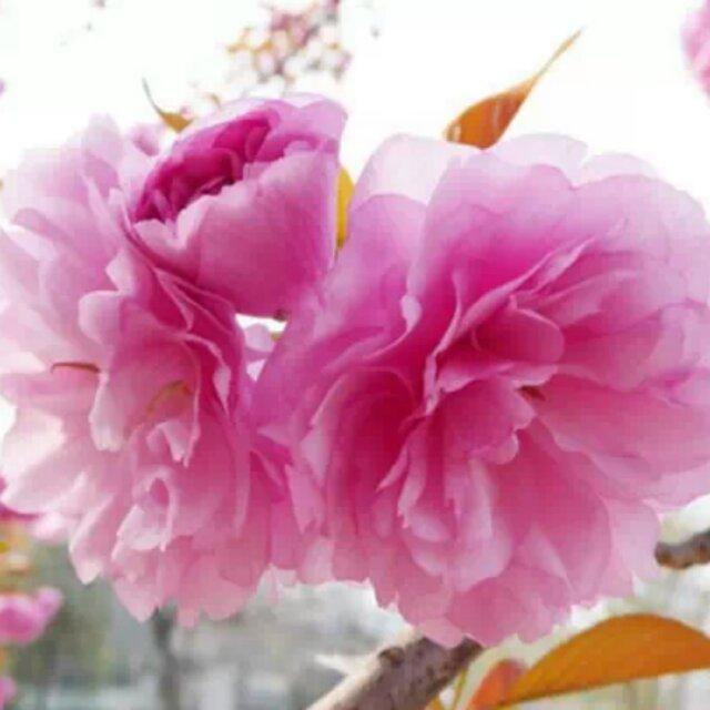 谣言止于智者1707