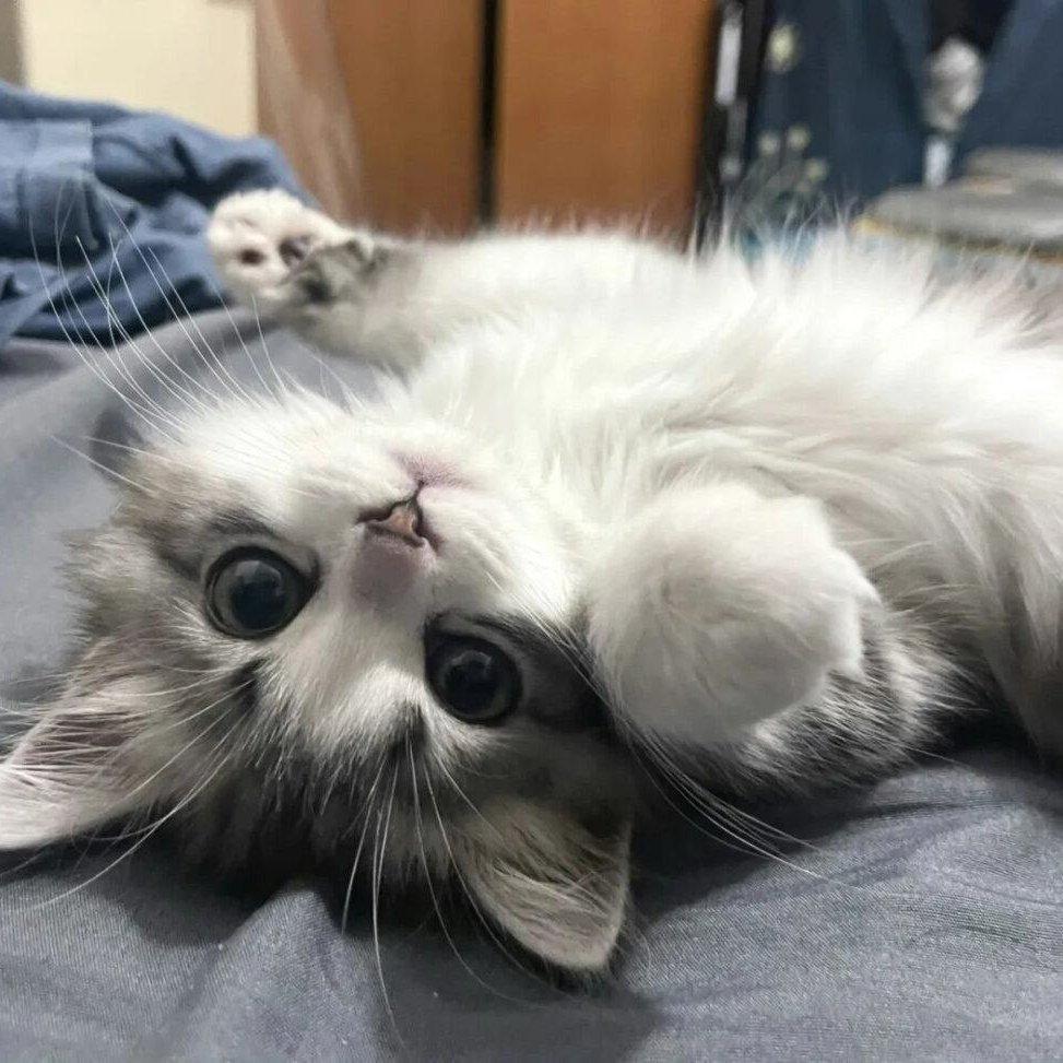 说唱｜罗言 马思唯 TizzyT 沙一汀EL ……