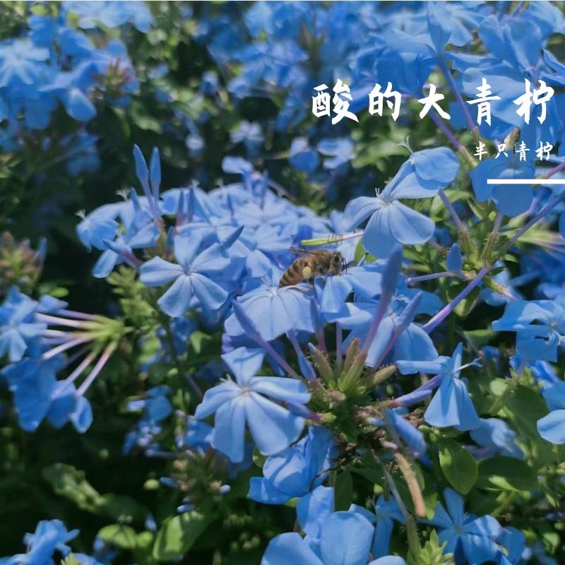 呼喊封面