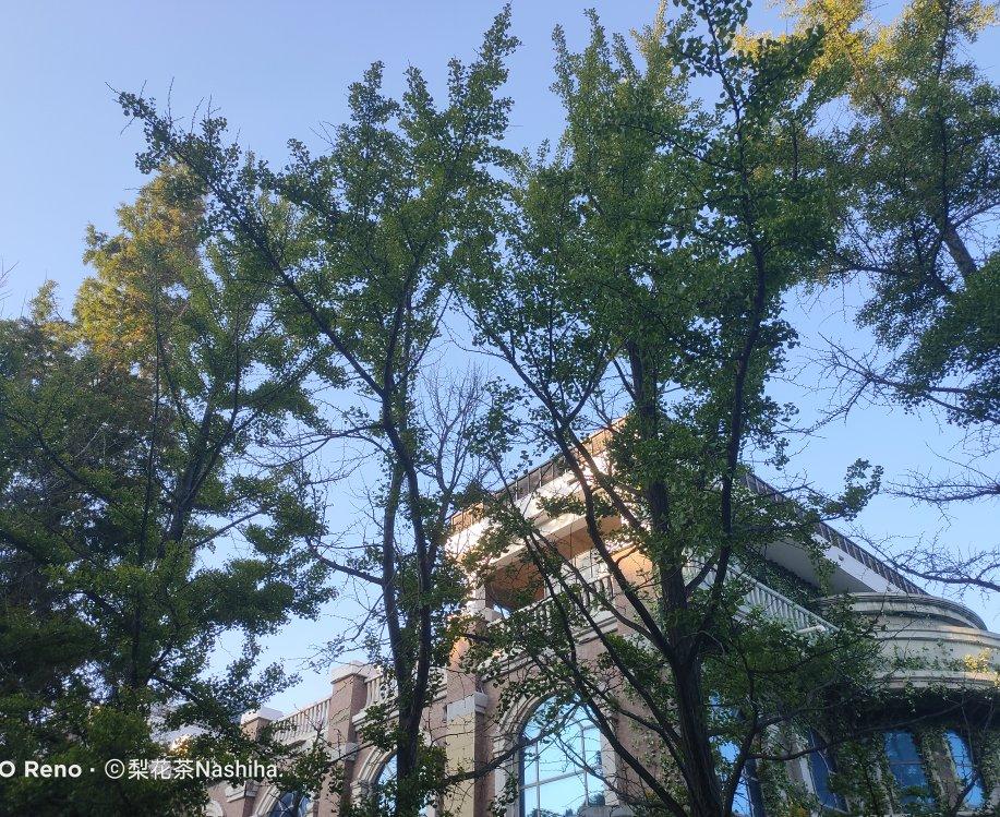 1mol梨花茶
