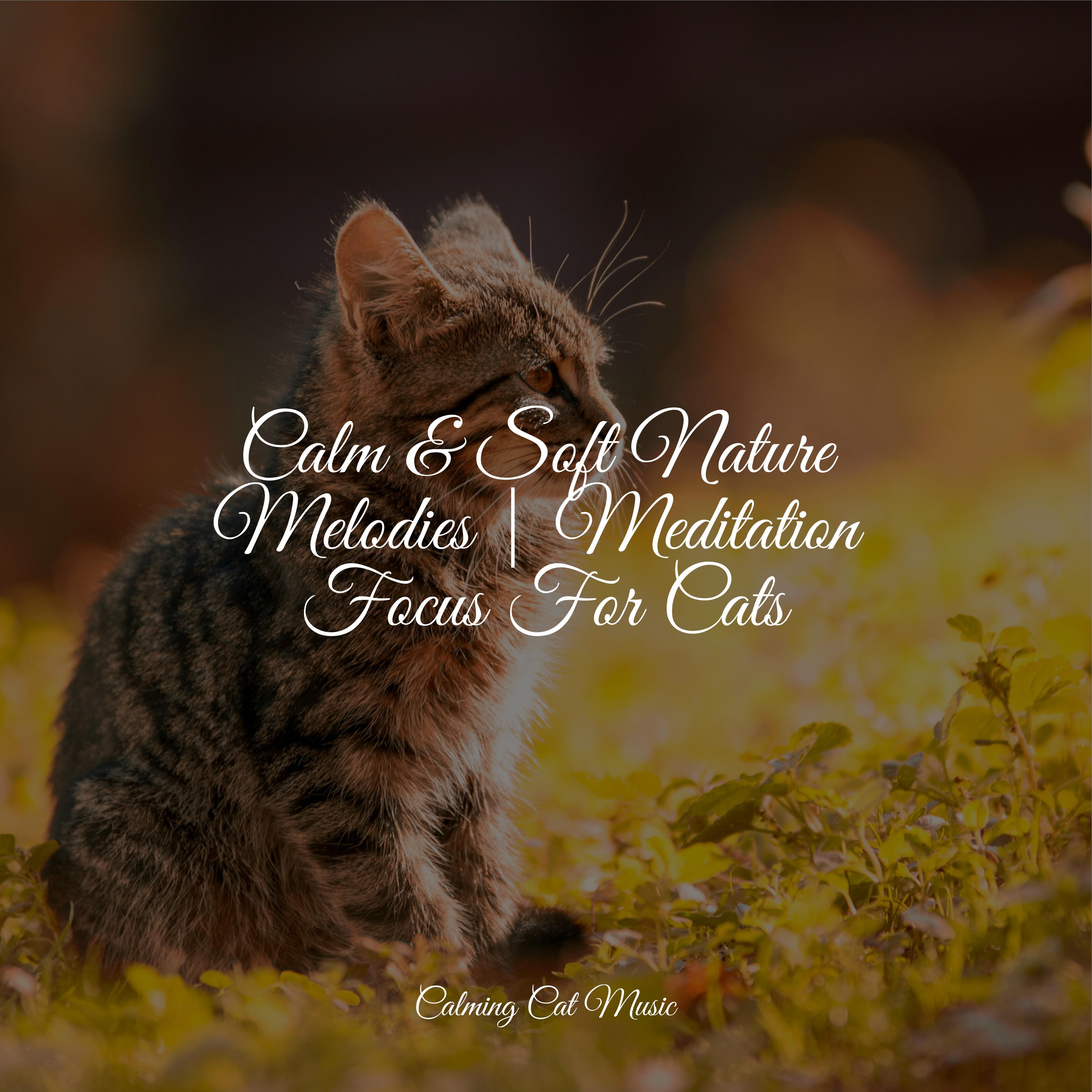 White Noise - Music for Relaxing Cats/Music for Cats Project/Music For ... - White Noise Generator For Cat Calming